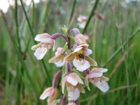 Epipactis palustris 52, Moeraswespenorchis, Saxifraga-Bart Vastenhouw