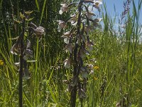 Epipactis palustris 59, Moeraswespenorchis, Saxifraga-Jan van der Straaten