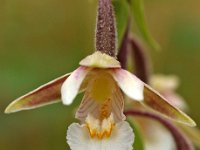 Epipactis palustris 6, Moeraswespenorchis, Saxifraga-Hans Dekker