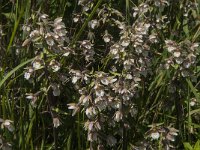 Epipactis palustris 61, Moeraswespenorchis, Saxifraga-Jan van der Straaten