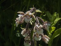 Epipactis palustris 64, Moeraswespenorchis, Saxifraga-Jan van der Straaten