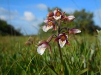 Epipactis palustris 69, Moeraswespenorchis, Saxifraga-Ed Stikvoort