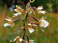 Epipactis palustris 7, Moeraswespenorchis, Saxifraga-Hans Dekker