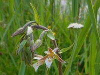 Epipactis palustris 71, Moeraswespenorchis, Saxifraga-Ed Stikvoort