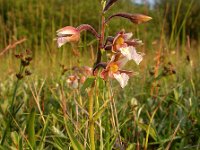 Epipactis palustris 72, Moeraswespenorchis, Saxifraga-Ed Stikvoort