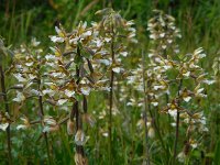 Epipactis palustris 75, Moeraswespenorchis, Saxifraga-Ed Stikvoort