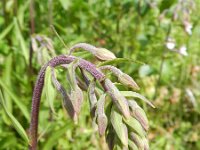 Epipactis palustris 76, Moeraswespenorchis, Saxifraga-Rutger Barendse