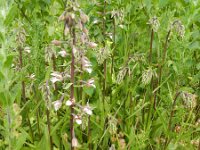 Epipactis palustris 79, Moeraswespenorchis, Saxifraga-Rutger Barendse