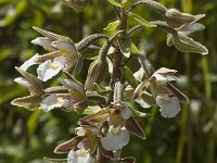 Epipactis palustris 8, Moeraswespenorchis, Saxifraga-Jan van der Straaten