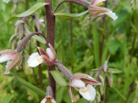 Epipactis palustris 80, Moeraswespenorchis, Saxifraga-Rutger Barendse