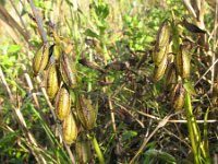 Epipactis palustris 81, Moeraswespenorchis, Saxifraga-Rutger Barendse