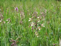 Epipactis palustris 83, Moeraswespenorchis, Saxifraga-Mark Zekhuis