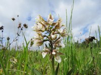 Epipactis palustris 84, Moeraswespenorchis, Saxifraga-Mark Zekhuis