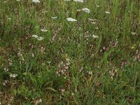 Epipactis palustris 99, Moeraswespenorchis, Saxifraga-Hans Boll