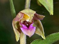 Epipactis tremolsii 2, Saxifraga-Hans Dekker