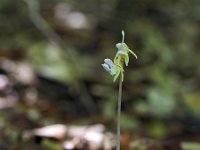 Epipogium aphyllum 8, Spookorchis, Saxifraga-Hans Dekker