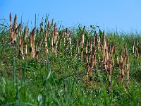 Equisetum arvense 11, Heermoes, Saxifraga-Ed Stikvoort