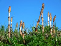 Equisetum arvense 13, Heermoes, Saxifraga-Ed Stikvoort