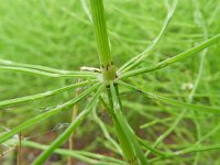 Equisetum arvense 16, Heermoes, Saxifraga-Rutger Barendse