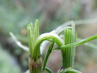 Equisetum arvense 18, Heermoes, Saxifraga-Rutger Barendse