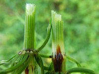 Equisetum arvense 19, Heermoes, Saxifraga-Rutger Barendse