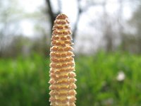 Equisetum arvense 21, Heermoes, Saxifraga-Rutger Barendse