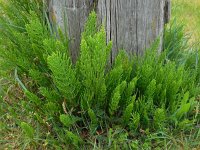 Equisetum arvense 22, Heermoes, Saxifraga-Ed Stikvoort