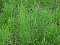 Equisetum arvense 25, Heermoes, Saxifraga-Ed Stikvoort