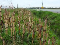 Equisetum arvense 26, Heermoes, Saxifraga-Jelle van Dijk