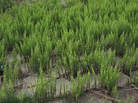 Equisetum arvense 3, Heermoes, Saxifraga-Piet Zomerdijk