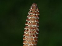 Equisetum arvense 4, Heermoes, Saxifraga-Jan van der Straaten