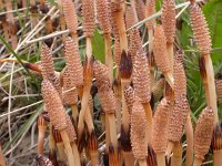 Equisetum arvense 5, Heermoes, Saxifraga-Peter Meininger