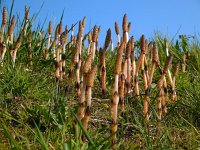 Equisetum arvense 8, Heermoes, Saxifraga-Ed Stikvoort