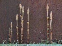 Equisetum arvense 9, Heermoes, Saxifraga-Ed Stikvoort