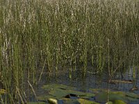 Equisetum fluviatile 10, Holpijp, Saxifraga-Jan van der Straaten