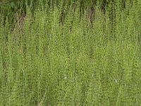 Equisetum fluviatile 100, Holpijp, Saxifraga-Jan Nijendijk