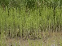 Equisetum fluviatile 102, Holpijp, Saxifraga-Jan Nijendijk