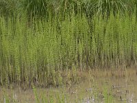 Equisetum fluviatile 103, Holpijp, Saxifraga-Jan Nijendijk