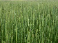 Equisetum fluviatile 106, Holpijp, Saxifraga-Ed Stikvoort