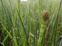 Equisetum fluviatile 107, Holpijp, Saxifraga-Ed Stikvoort