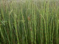 Equisetum fluviatile 108, Holpijp, Saxifraga-Ed Stikvoort