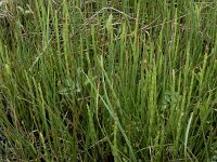 Equisetum fluviatile 109, Holpijp, Saxifraga-Ed Stikvoort