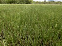 Equisetum fluviatile 111, Holpijp, Saxifraga-Ed Stikvoort