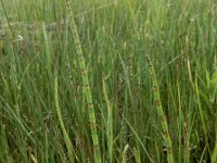 Equisetum fluviatile 112, Holpijp, Saxifraga-Ed Stikvoort