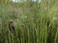 Equisetum fluviatile 114, Holpijp, Saxifraga-Ed Stikvoort