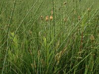 Equisetum fluviatile 12, Holpijp, Saxifraga-Hans Boll