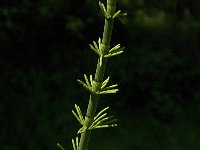 Equisetum fluviatile 13, Holpijp, Saxifraga-Jan van der Straaten