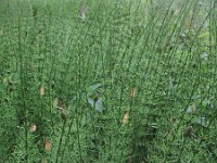 Equisetum fluviatile 14, Holpijp, Saxifraga-Rutger Barendse