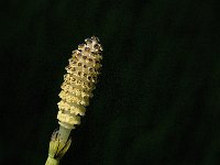 Equisetum fluviatile 17, Holpijp, Saxifraga-Jan van der Straaten