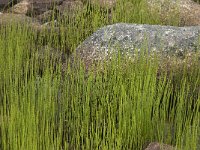 Equisetum fluviatile 20, Holpijp, Saxifraga-Jan van der Straaten